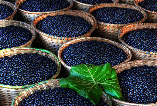 blueberry.png blueberry.png